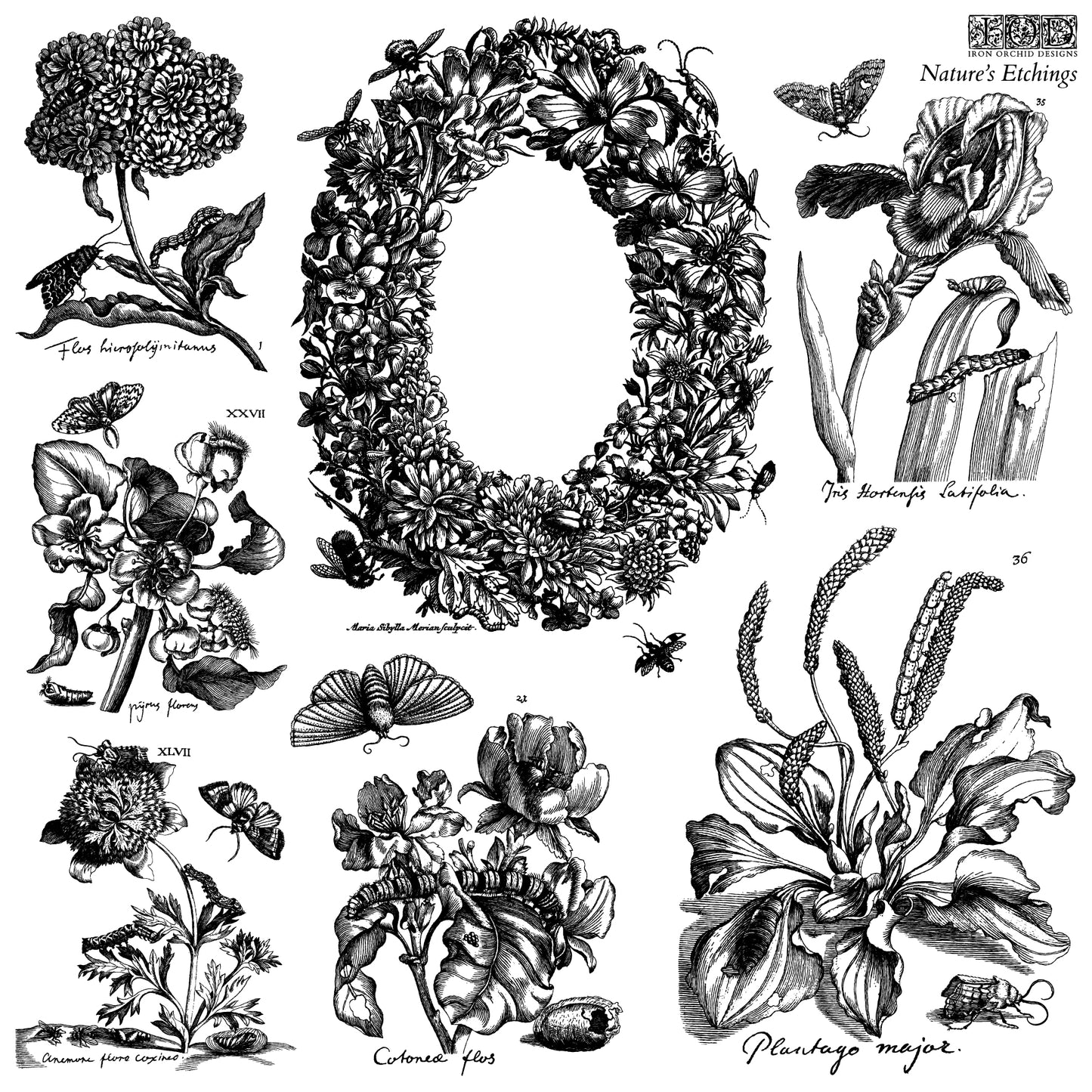 NATURE'S ETCHINGS 12X12 IOD STAMP 2 SHEETS™