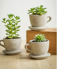 tea or coffee cup planter