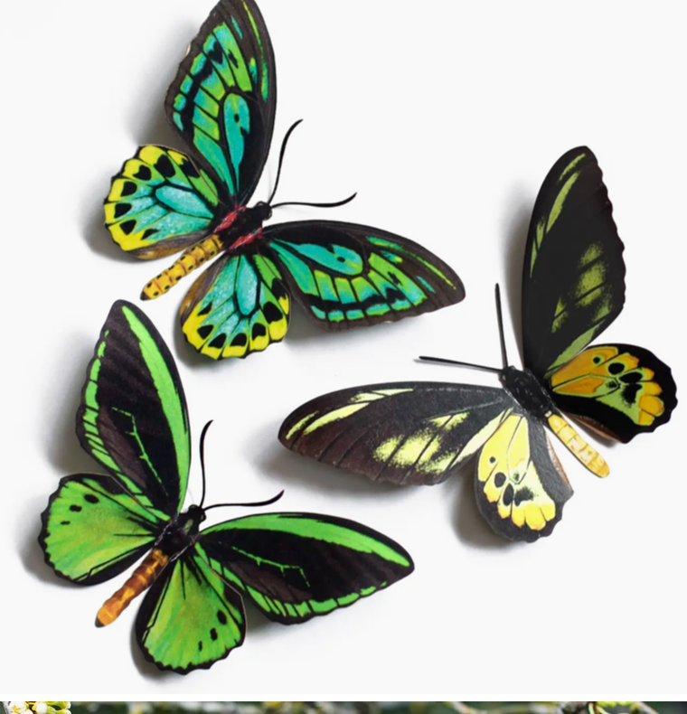 Moth and Myth Cut-Outs