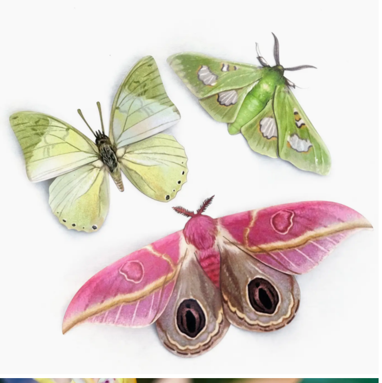 Moth and Myth Cut-Outs