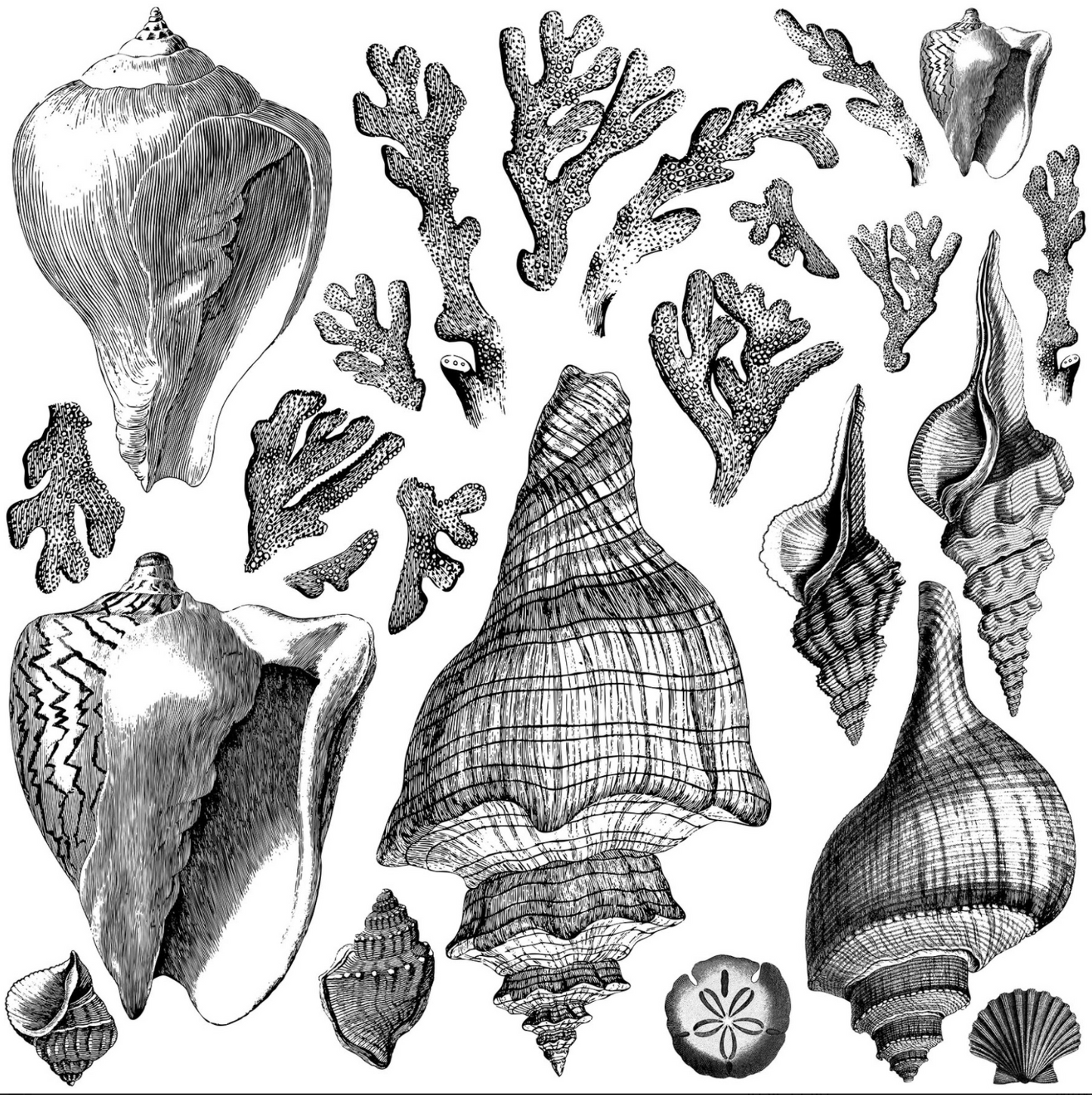 Sea Shells Stamp