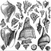 Sea Shells Stamp