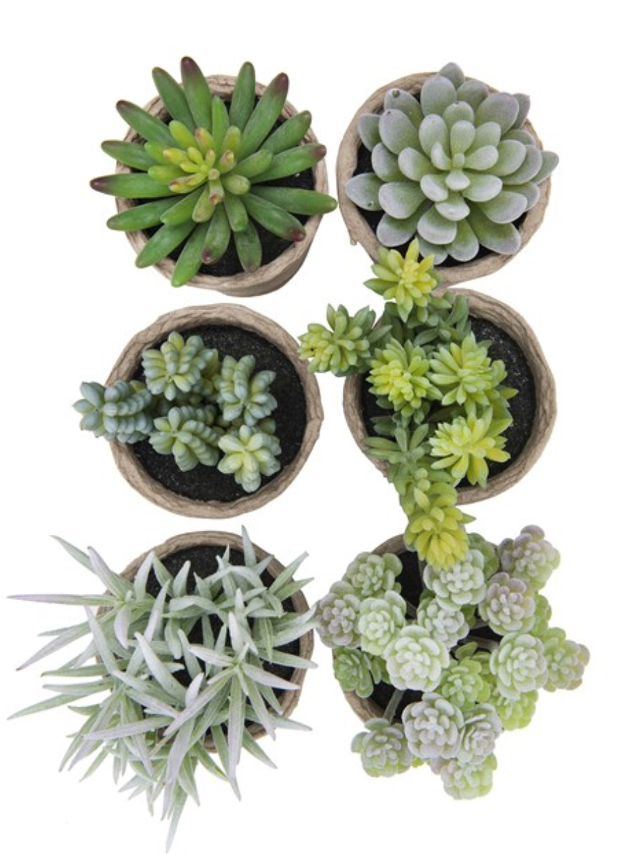 Faux potted succulent ( no maintenance )
