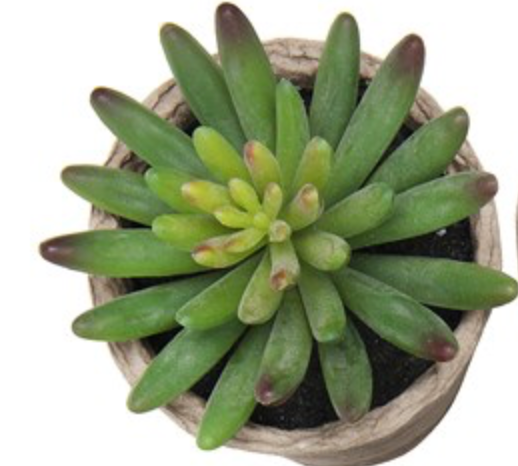 Faux potted succulent ( no maintenance )