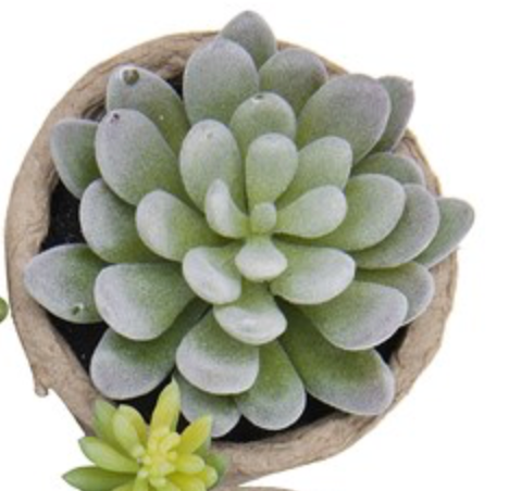 Faux potted succulent ( no maintenance )