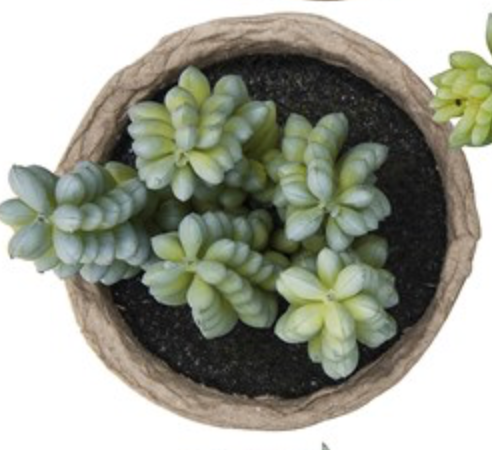 Faux potted succulent ( no maintenance )