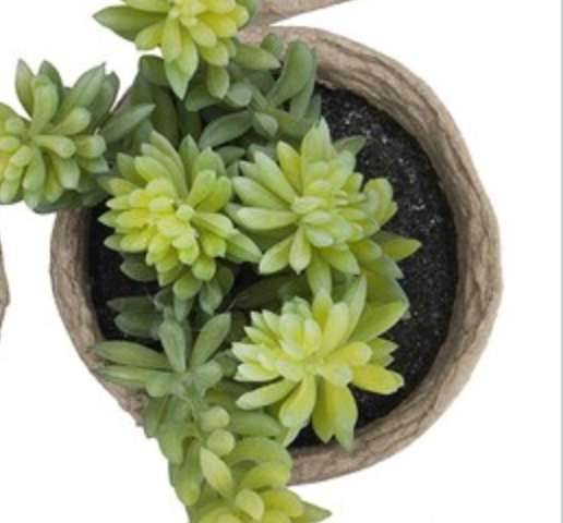 Faux potted succulent ( no maintenance )