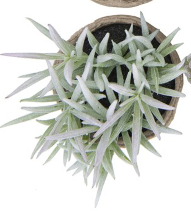 Faux potted succulent ( no maintenance )