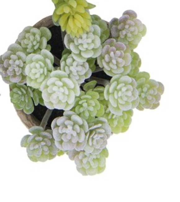 Faux potted succulent ( no maintenance )