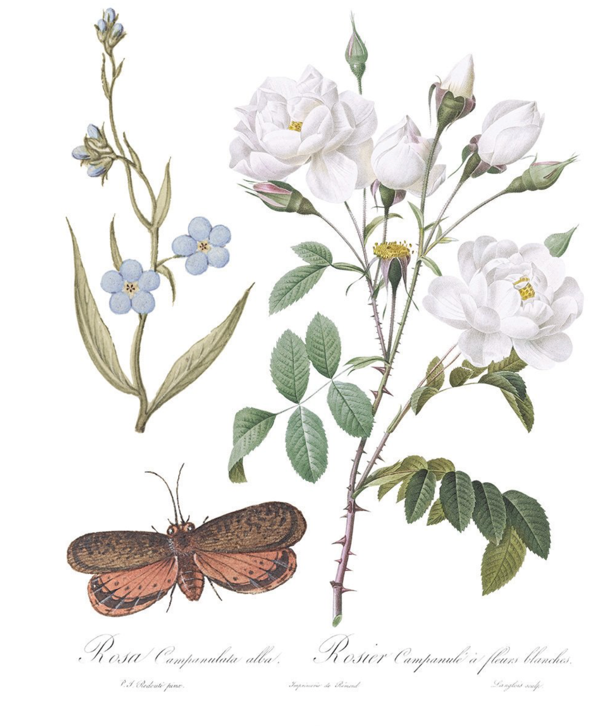 NEW ! IOD Brocante TRANSFER 8 pages!