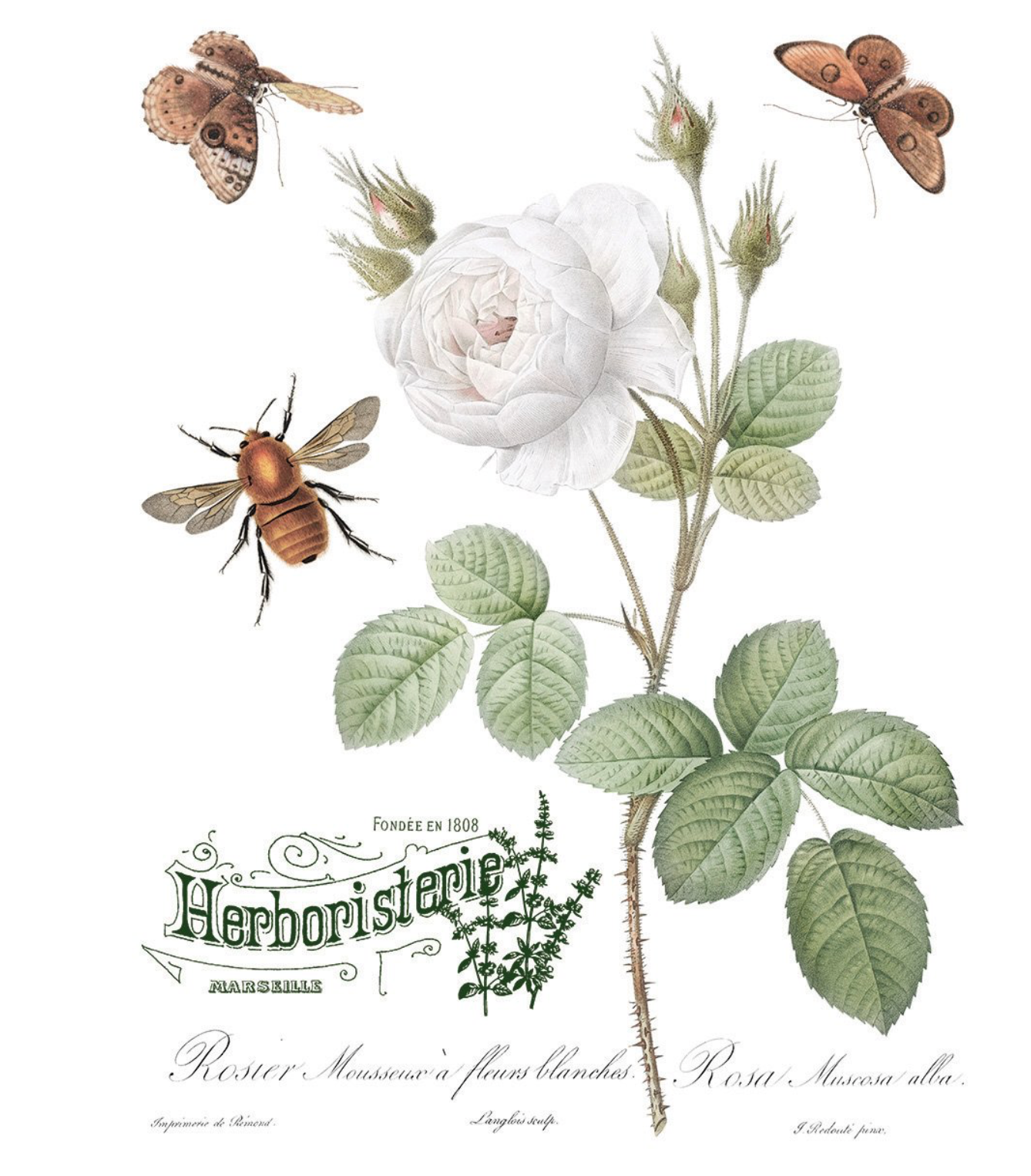 NEW ! IOD Brocante TRANSFER 8 pages!