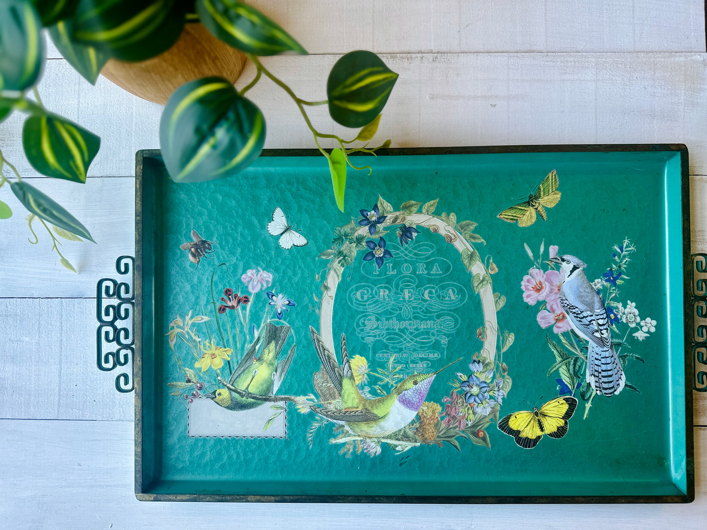 Flora Greca Transfer