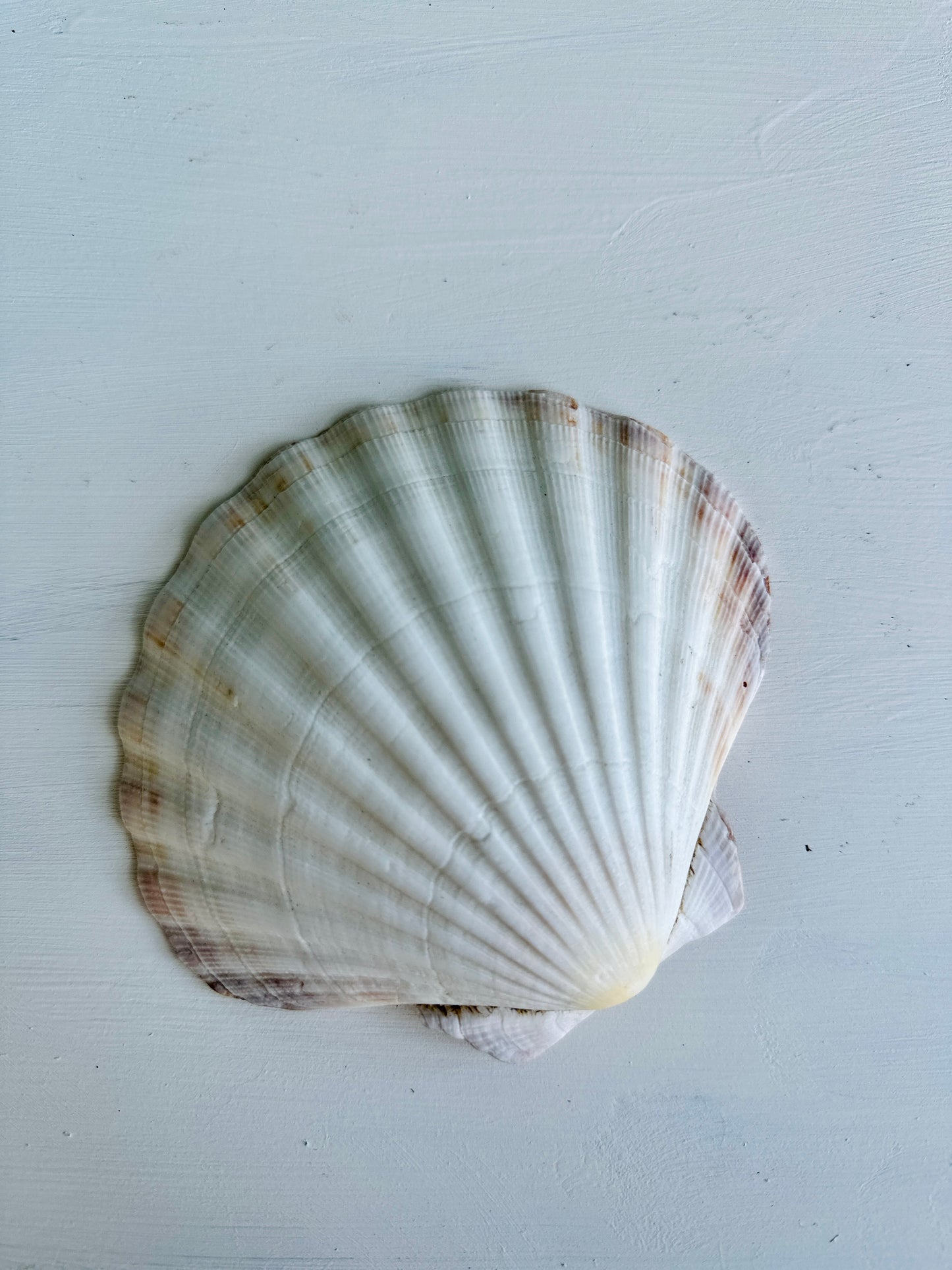 scallop shells