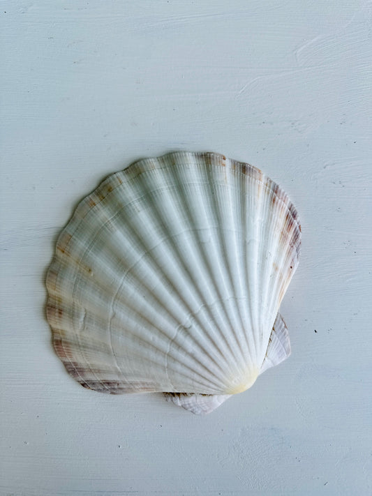 scallop shells