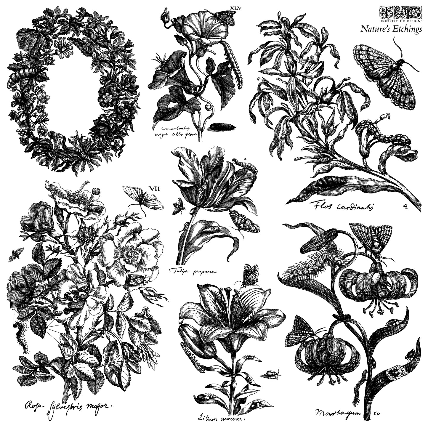 NATURE'S ETCHINGS 12X12 IOD STAMP 2 SHEETS™