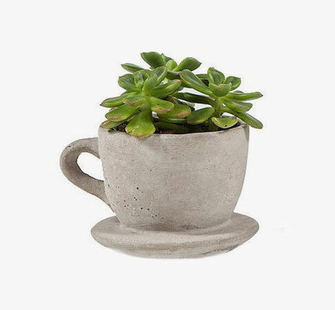 tea or coffee cup planter