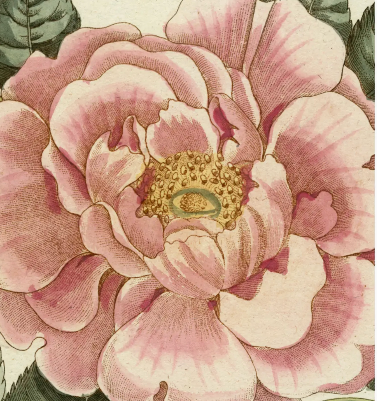 John Derian Picture Book