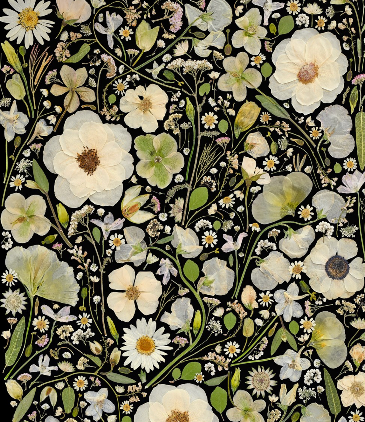 Beautiful Blooms Wrapping Paper Book