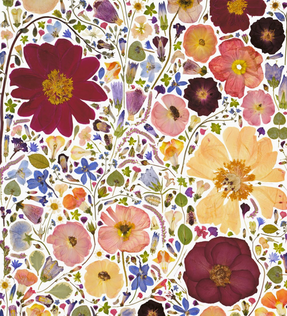 Beautiful Blooms Wrapping Paper Book