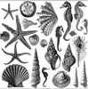 Sea Shells Stamp