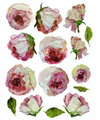 Painterly Floral Transfer - New Format!