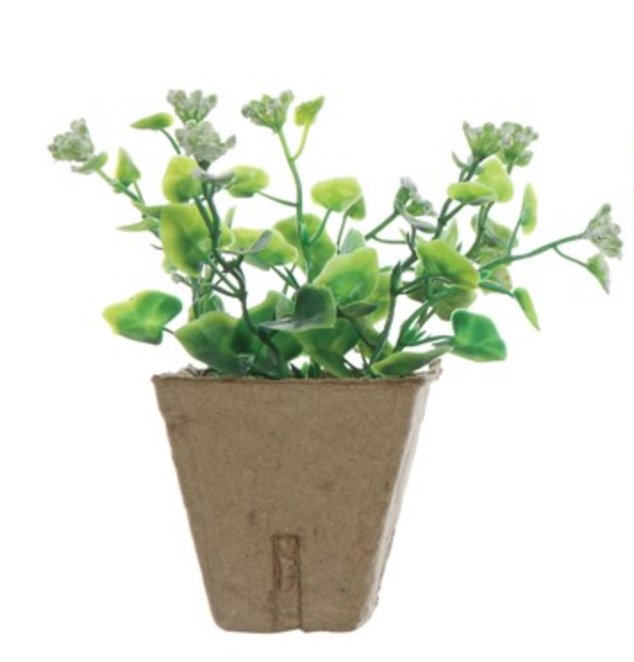 Sweet little  ( no maintenance) potted plant