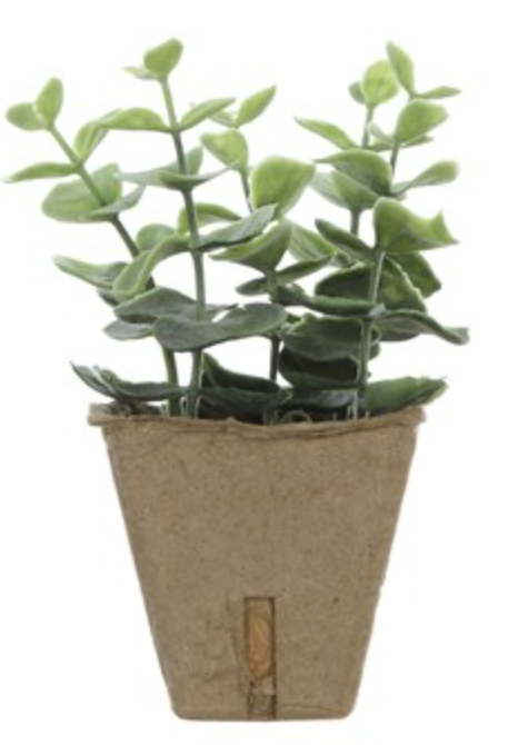 Sweet little  ( no maintenance) potted plant