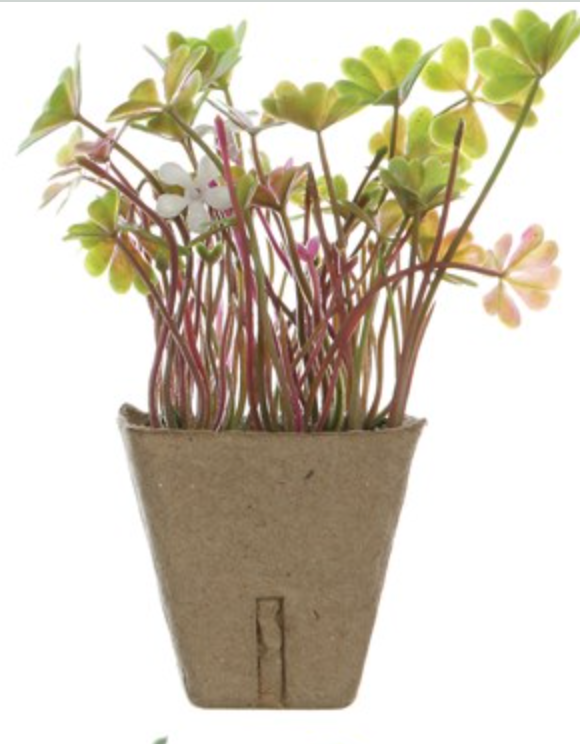 Sweet little  ( no maintenance) potted plant