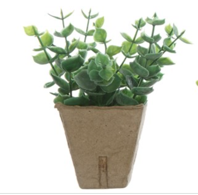 Sweet little  ( no maintenance) potted plant