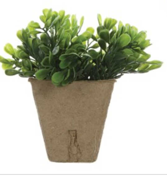 Sweet little  ( no maintenance) potted plant