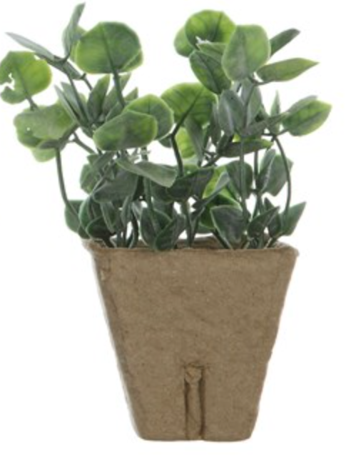 Sweet little  ( no maintenance) potted plant